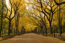 A park road lined with trees in autumn
